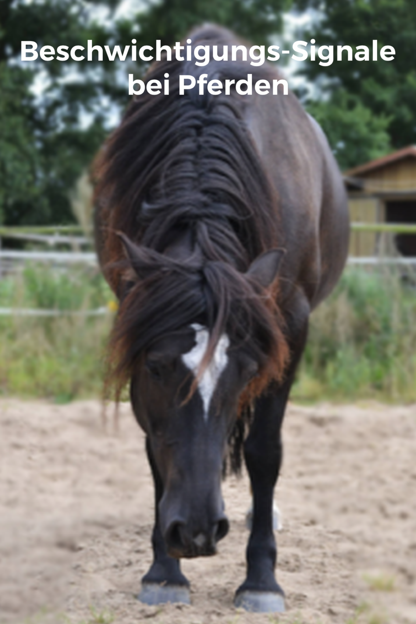 Beschwichtigungssignale bei Pferden – lerne, sie zu erkennen und zu beantworten