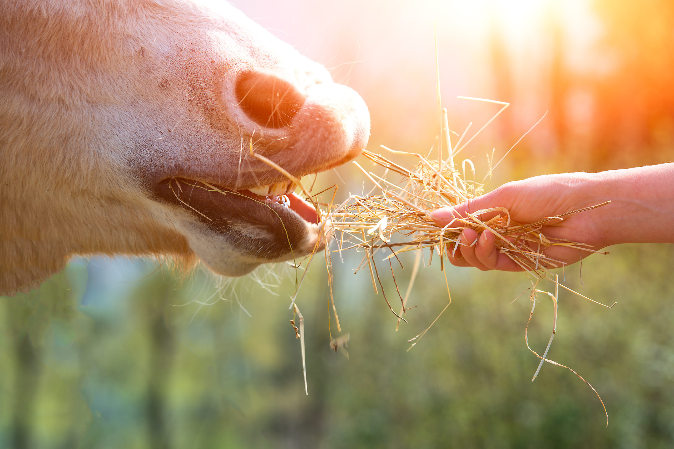 Der Pferdedarm hat einen besonderen Charme – Darmgesundheit verstehen und fördern