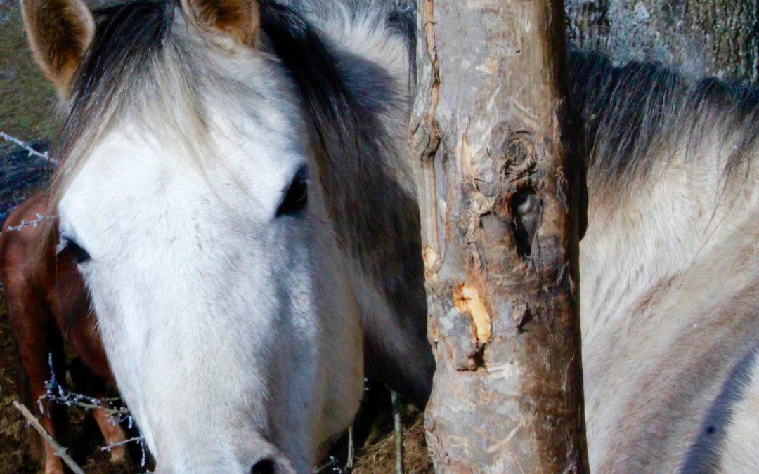 Herz-Häppchen 23: Wandel und Weihnachtsgeschenk von Hawah
