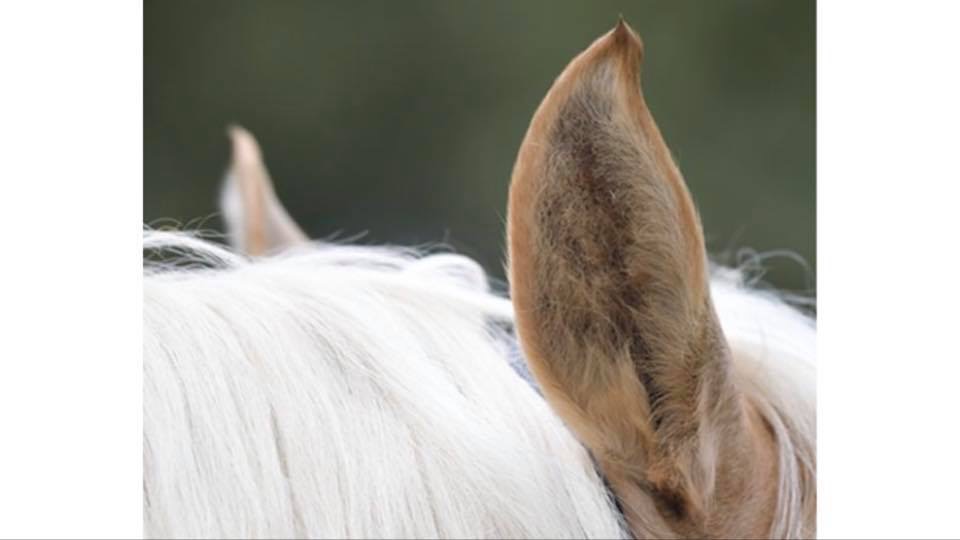 Angelegte Ohren was bedeuten sie? Herzenssache Pferd