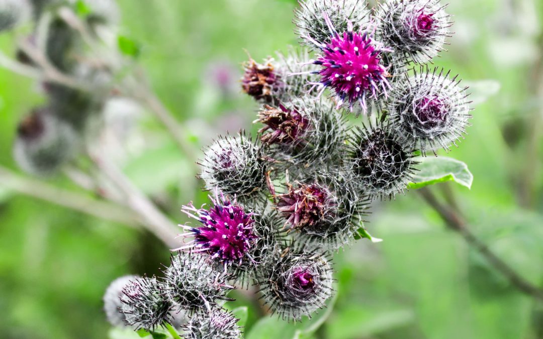 Positive Gedanken oder zwischen Kletten und Glatteis