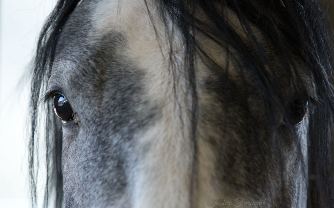Quiz zur Pferdemimik – kannst du Pferde lesen?