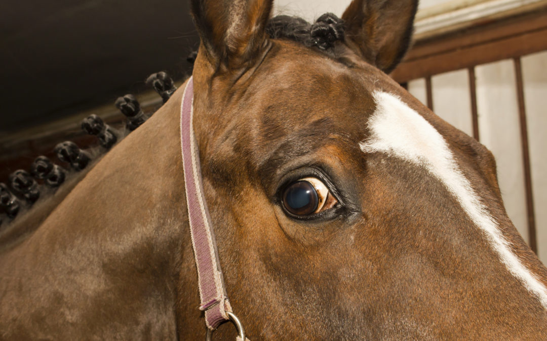 🐴 Neugier statt Flucht: Wie dein Pferd lernt, mit Angst sicher umzugehen