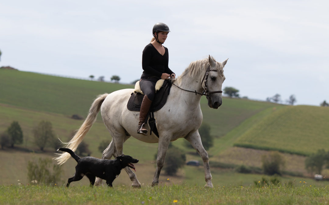 Flexibilität oder Kontinuität im Pferdetraining?