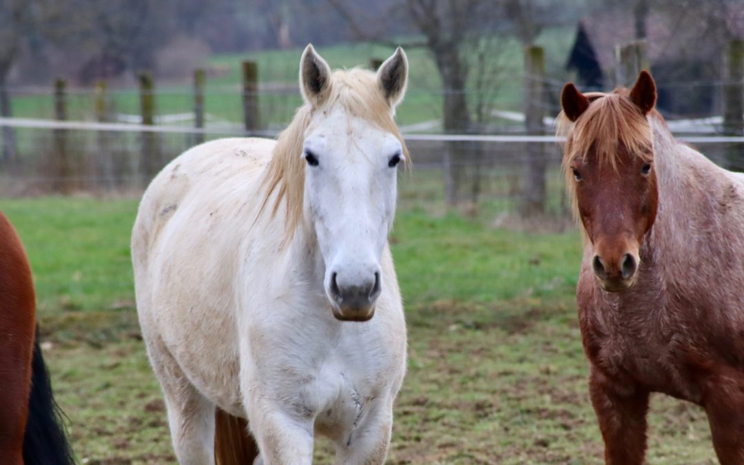 Diese elenden Erwartungen oder Emeraude und das Leben