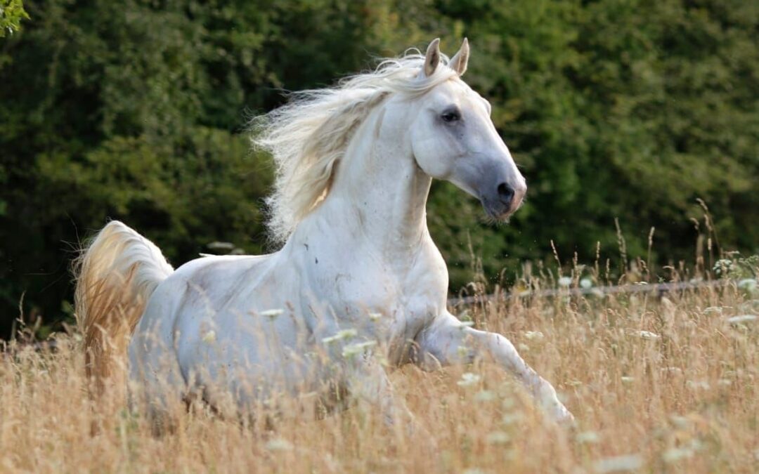 Gib deinem Pferd das Gefühl ein „Ich-kann-was-Pferd“ zu sein