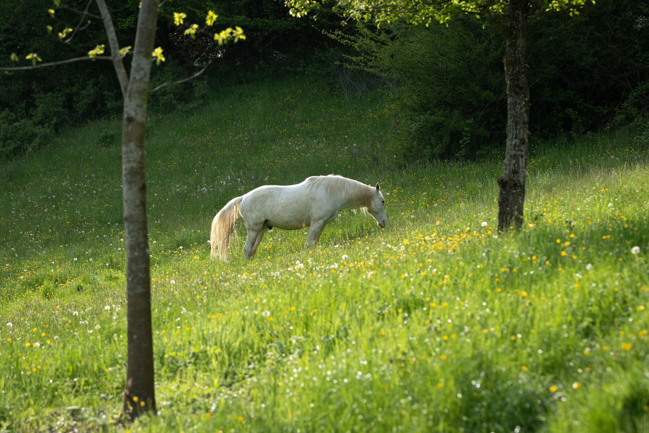 Easy auf der Sommerweide im Gegenlicht