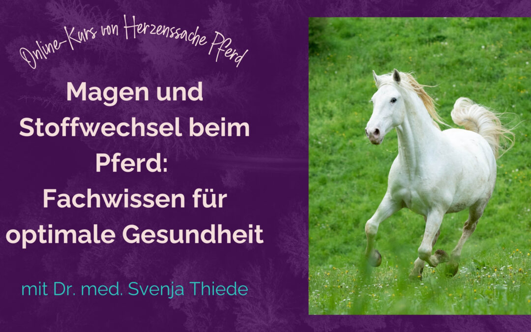 MAGEN UND STOFFWECHSEL BEIM PFERD - Einzelkurs mit Svenja Thiede