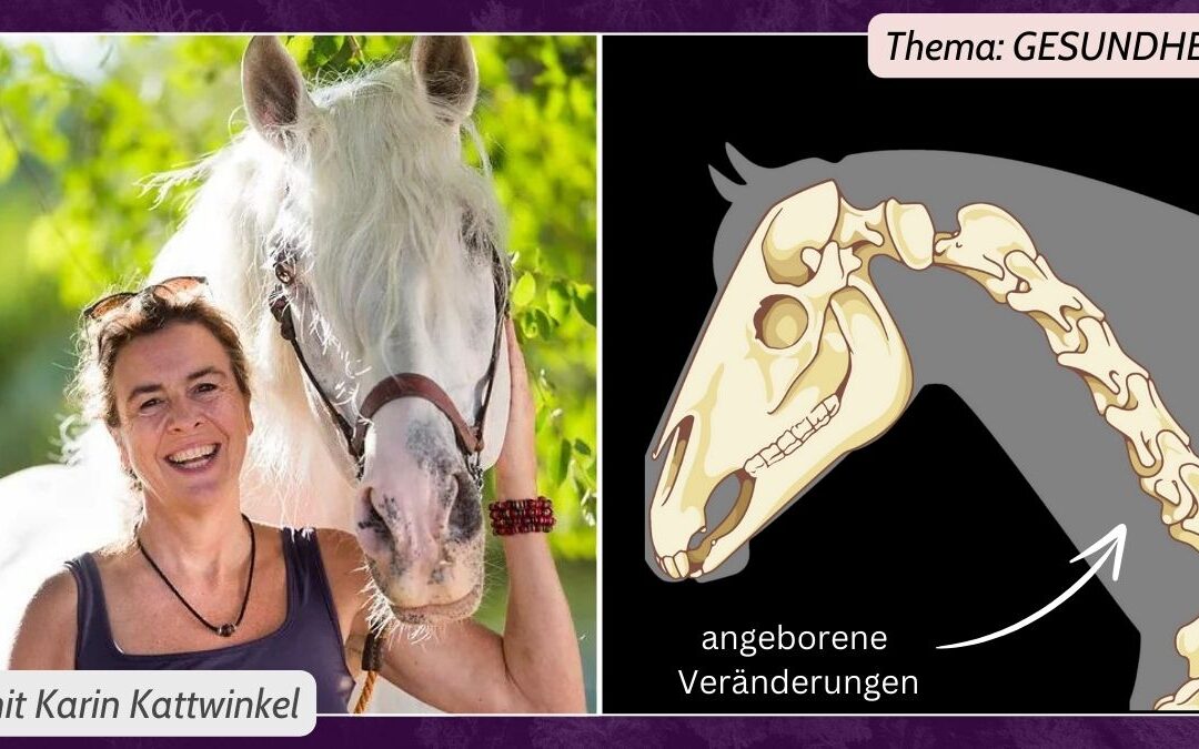 EINZELKURS | August 24 🟢 Online Akademie