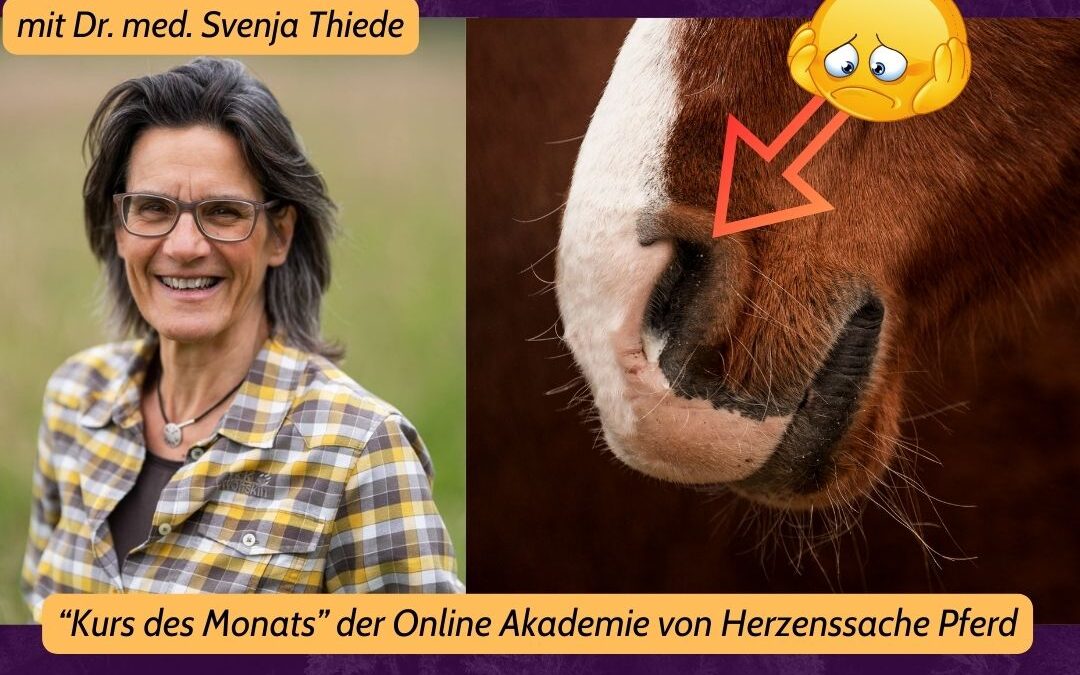 NEUER KURS | März 25 🟢 Online Akademie
