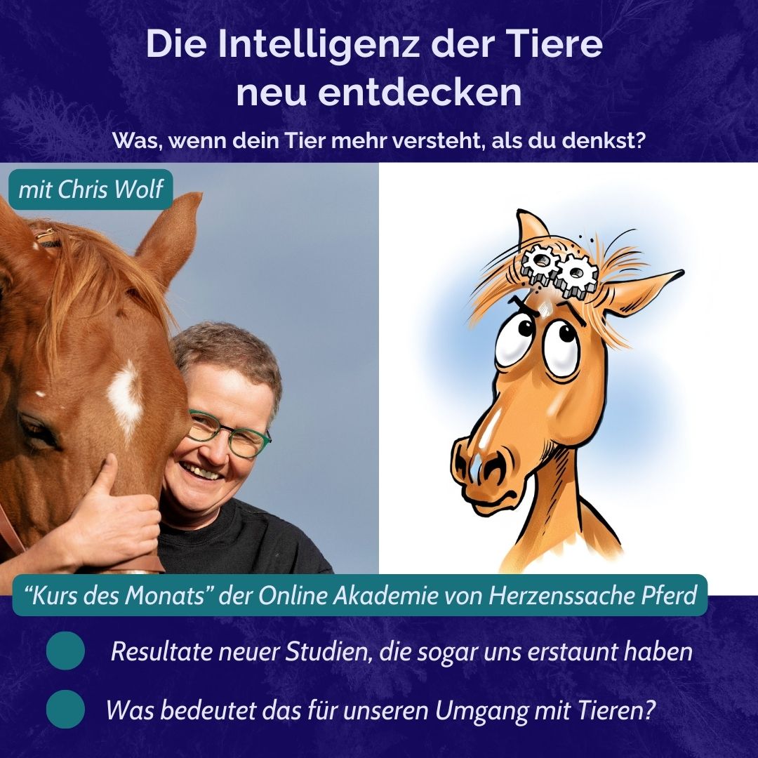 quadratisch Minikurs-Intelligenz-Chris-Wolf EK ANH Titelbild Einzelkurs ECVM mit Karin Kattwinkel