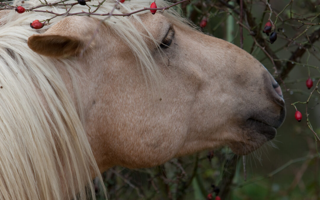 🟢 Themenabend: Vitamine in der Winterfütterung mit Dr. med. vet. Svenja Thiede