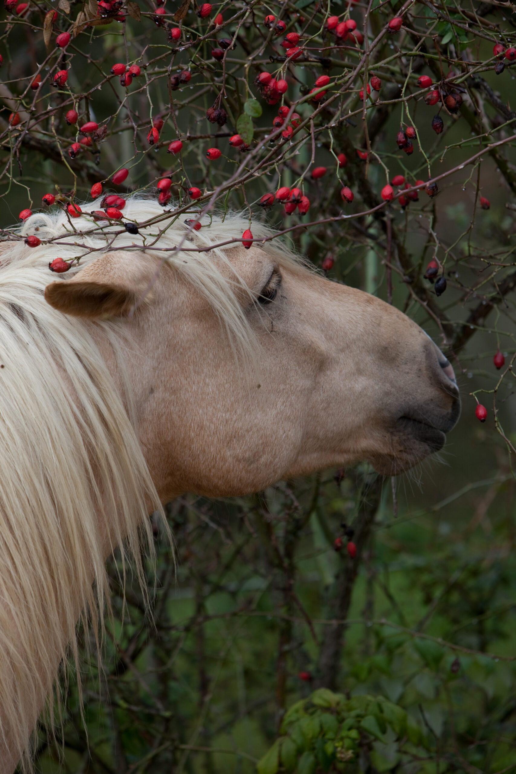 THA ANH Titelbild Themenabend Hufschutz mit Kati Jurth - 1175 x 985px